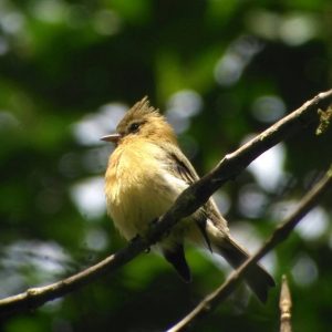 Bird watching tour