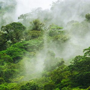 Cloud Forest Nature Reserves