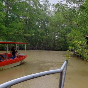 Damas Island & Mangrove Forest tour