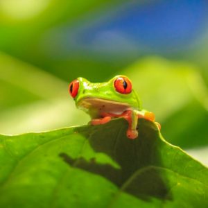 Frog sanctuary tour