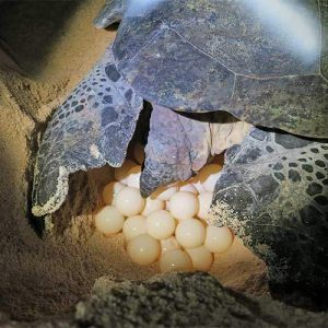 GREEN TURTLE NESTING NIGHT TOUR