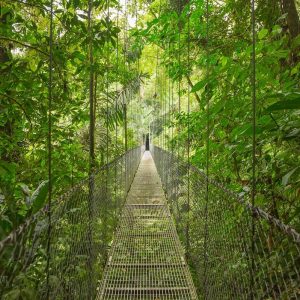 Rainforest naturalist walking tour