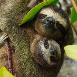 Sloth Sanctuary tour